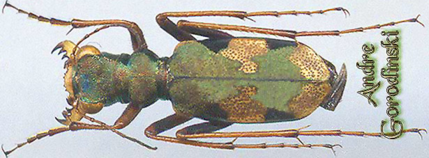 http://www.gorodinski.ru/cicindela/Pronissiformia excoffieri.jpg